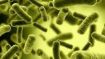 La bacteria 'salmonella enteritidis'