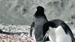 Unos simpáticos pingüinos en la Antártida.