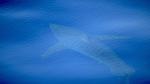 Avistan junto a la isla de Cabrera el primer tiburón blanco filmado en España en décadas