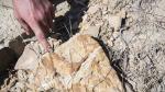 Fósil marino en el yacimiento de megaplanolites