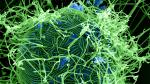 Filamentos del virus del ébola atacan una célula