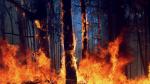 La aldea de A Carballosa, en Porto do Son ha sido afectada hoy por un gran incendio forestal en la que participan en su extinción se encuentran brigadas forestales y la Unidad Militar de emergencias