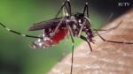 El mosquito tigre, la garrapata, el chinche o la araña reclusa parda mediterránea son algunos insectos que se pueden encontrar fácilmente y que conviene evitar. Además de la picadura, pueden transmitir más de una enfermedad.