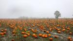 Pumpkins sit on a field ready to be picked at the Colchester Pumpkin Patch in Aldham, Britain October 24, 2019. REUTERS/Simon Dawson [[[REUTERS VOCENTO]]] BRITAIN-PUMPKINS/