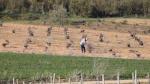 Un agricultor revisa el estado de su viñedo.