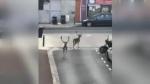 Un jabalí paseándose en plena noche por mitad de una carretera en el centro de Madrid. Dos ciervos a plena luz del día por las calles de un pueblo de París o unos monos que han invadido por completo las instalaciones de un hotel de Tailandia.