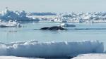 Narvales nadando entre el hielo en aguas del Ártico.