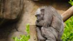 La chimpancé Vieja, con su inconfundible pelaje grisáceo, murió en mayo en el zoo de Barcelona.