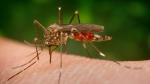 Aedes japonicus, nueva especie invasora de mosquito