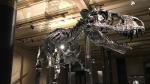 Imagen de un tiranosaurio Rex en un Museo.