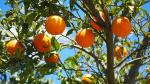 Naranjas, fruta de temporada de invierno