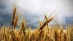 Los cultivos de trigo ocupan hoy una superficie de 217 millones de hectáreas en todo el mundo.
