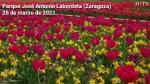 El río de tulipanes que ha florecido a la vera de la acequia de las Abdulas del Parque José Antonio Labordeta de Zaragoza es una de las grandes atracciones del momento en la capital aragonesa.