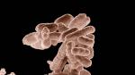 Micrografía electrónica de un cúmulo de bacterias E. coli ampliado cien mil veces. Cada cilindro redondeado es un individuo.
