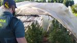 Cultivo de marihuana en Calomarde