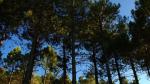 El pinsapar de Orcajo es un bosque de 15 hectáreas de abeto andaluz
