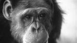 La chimpancé Washoe (1965-2007)