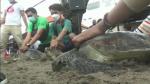 Los animales van a ser liberados por las autoridades de la isla de Bali.