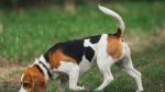 El experimento se realizo con perros de la raza Beagle.