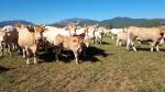 Vacas y terneros de raza Pirenaica, en pastos de fondo de valle en el Sobrarbe.