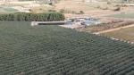 La plantación de olivos permite al grupo MLN regenerar la tierra y contribuir a la economía circular.