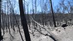 Terrenos afectados por el incendio declarado en Añón de Moncayo.