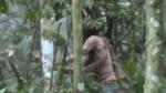 Muere el 'Indio del Hoyo', último indígena aislado de Brasil