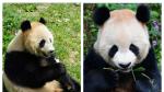 Soraya, una hembra nacida en 2019, y Suhail, un macho nacido en 2018 son los primeros pandas de Catar