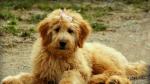 Foto de archivo de un perro de raza Goldendoodle