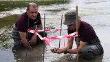 Técnicos realizan un muestreo sobre la almeja asiática en el río Ebro de Zaragoza.