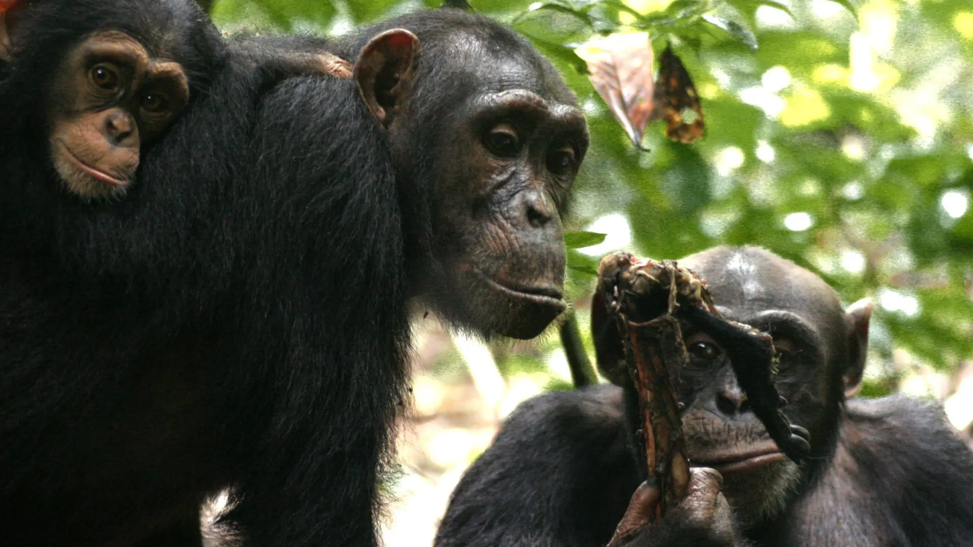 Los chimpancés pueden ser amigos | Noticias de Sociedad en Heraldo.es