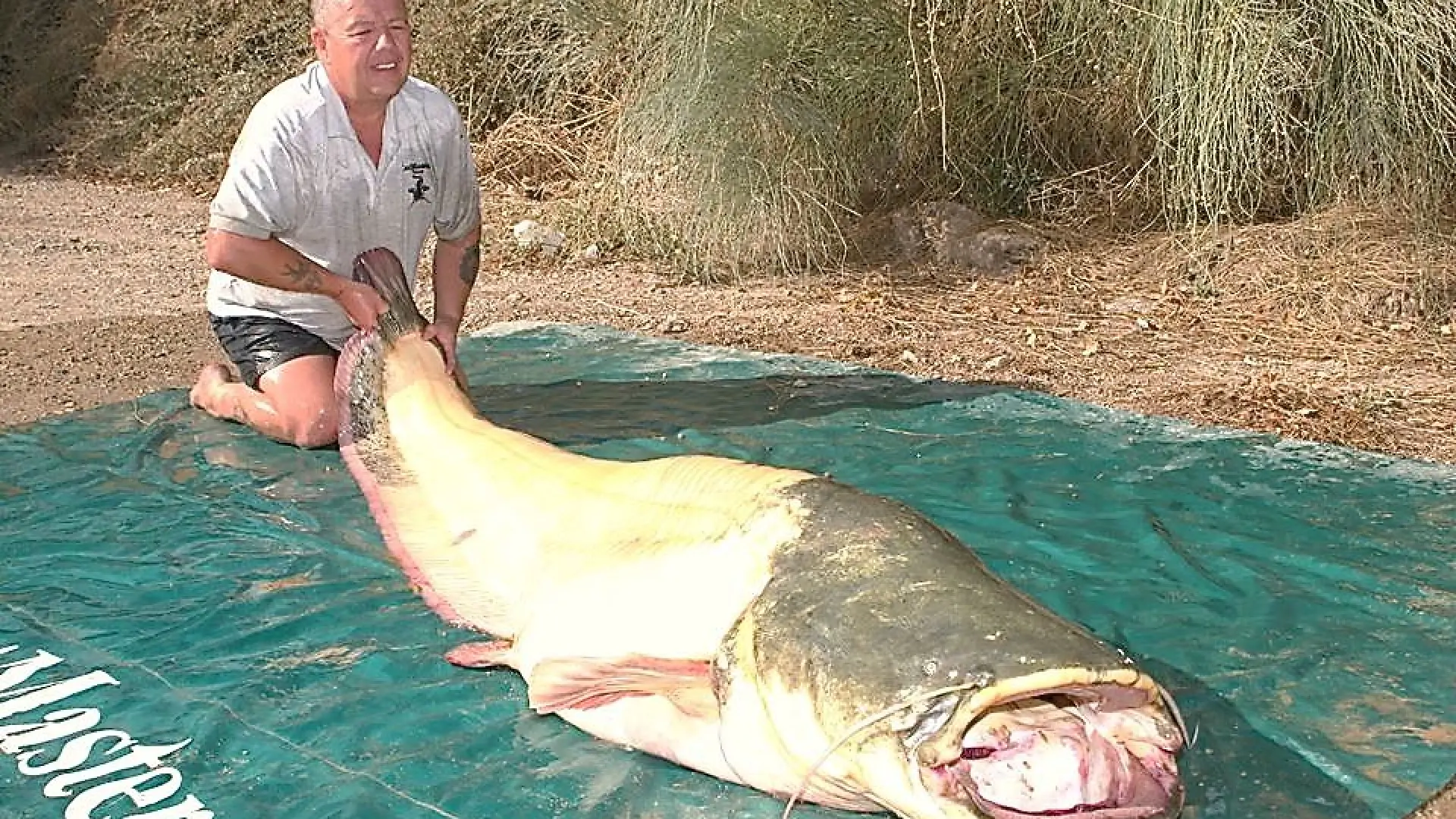 Pesca un siluro de más de 90 kilos en Mequinenza, al que perseguía desde  hace 7 años