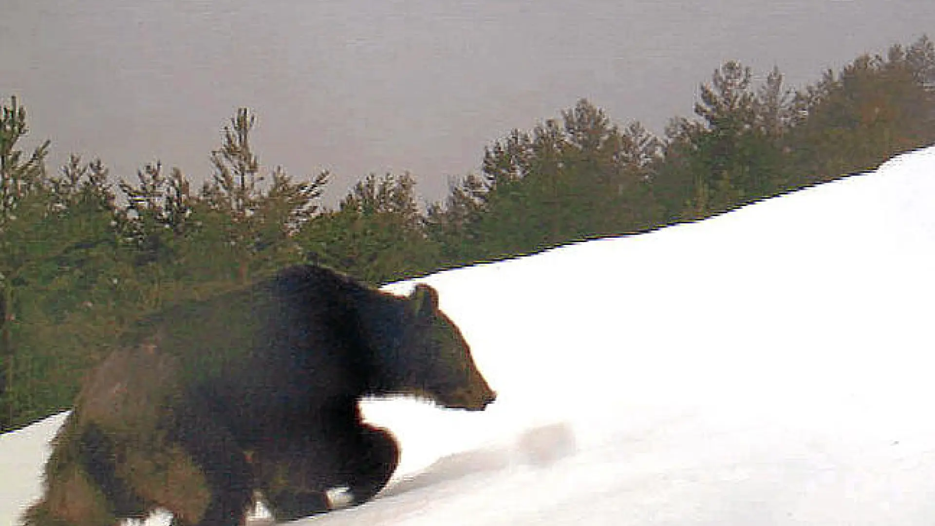 La población de osos del Pirineo llega a 76 ejemplares, con 13 nuevos  oseznos