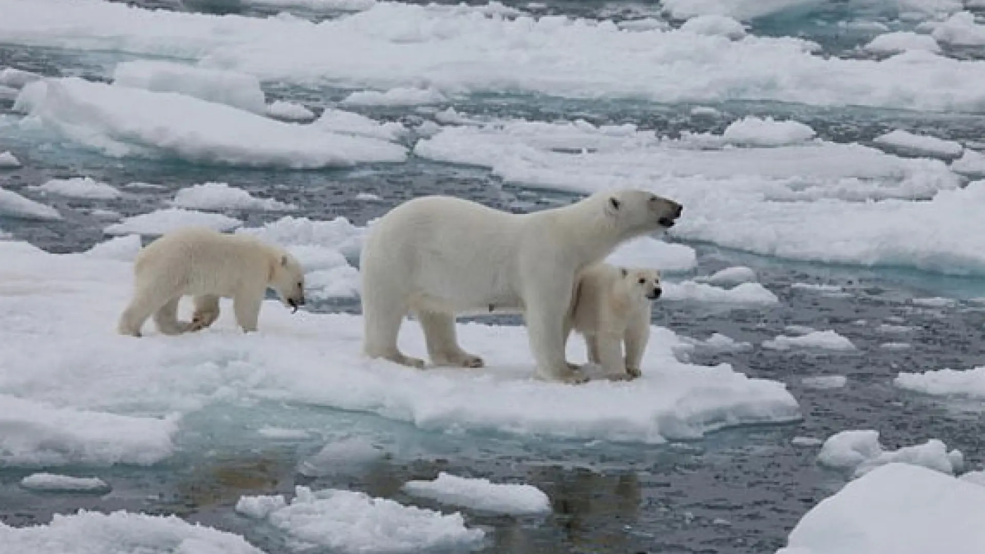 El pene de los osos polares podría deteriorarse por la contaminación química