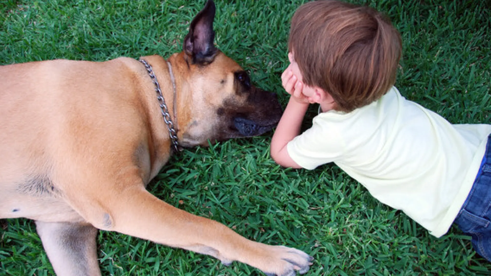 cuanto cuesta la cirugia cerebral para un perro