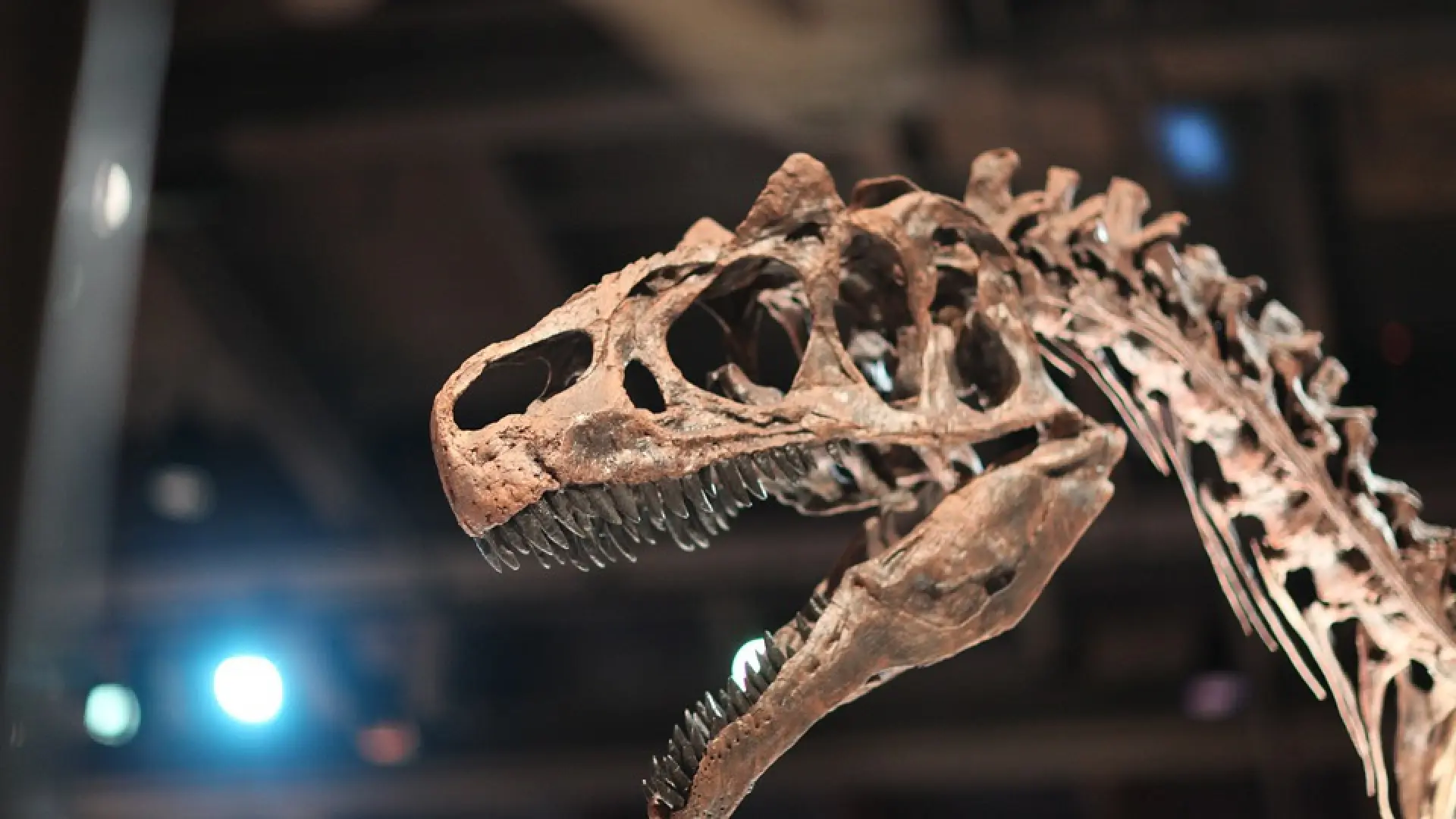 https://imagenes.heraldo.es/files/image_1920_1080/uploads/imagenes/2017/01/03/_dinosaur241962960720_e03386b9.jpg