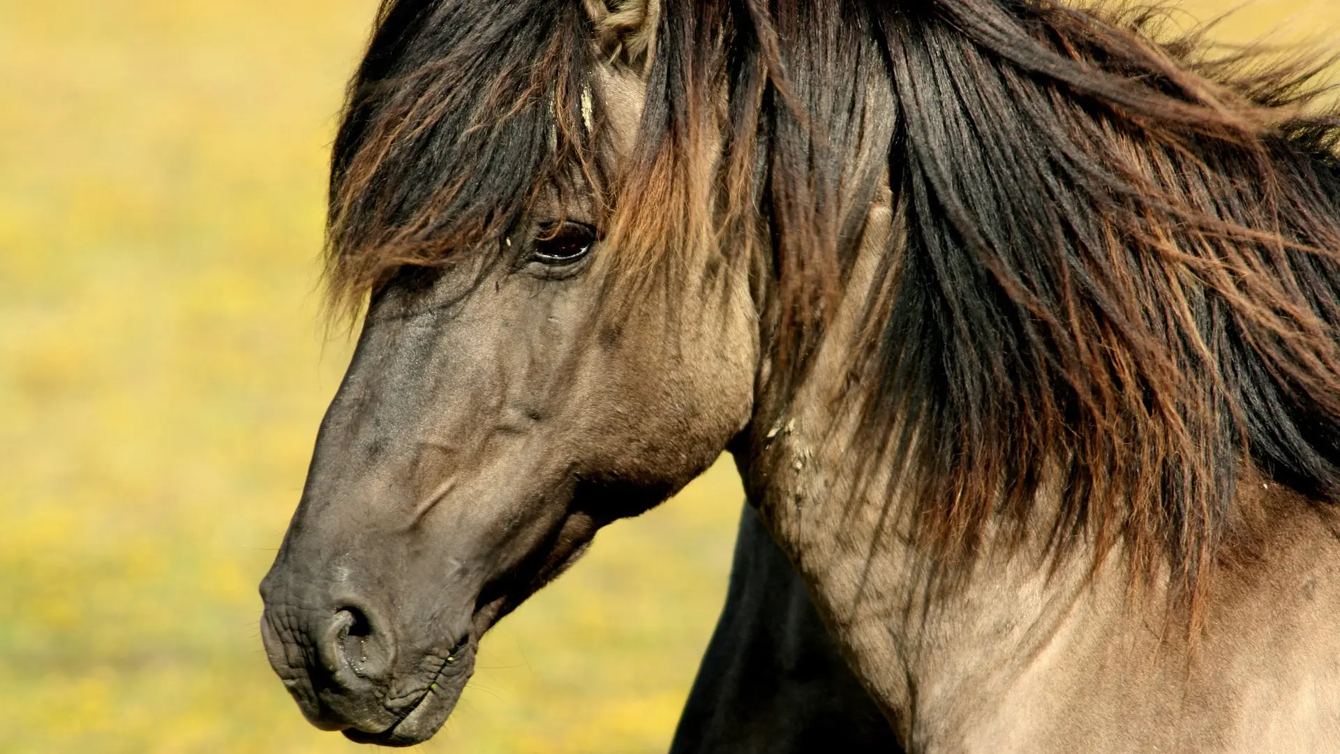 Muere una mujer tras recibir una coz de un caballo en una hípica de Navarra