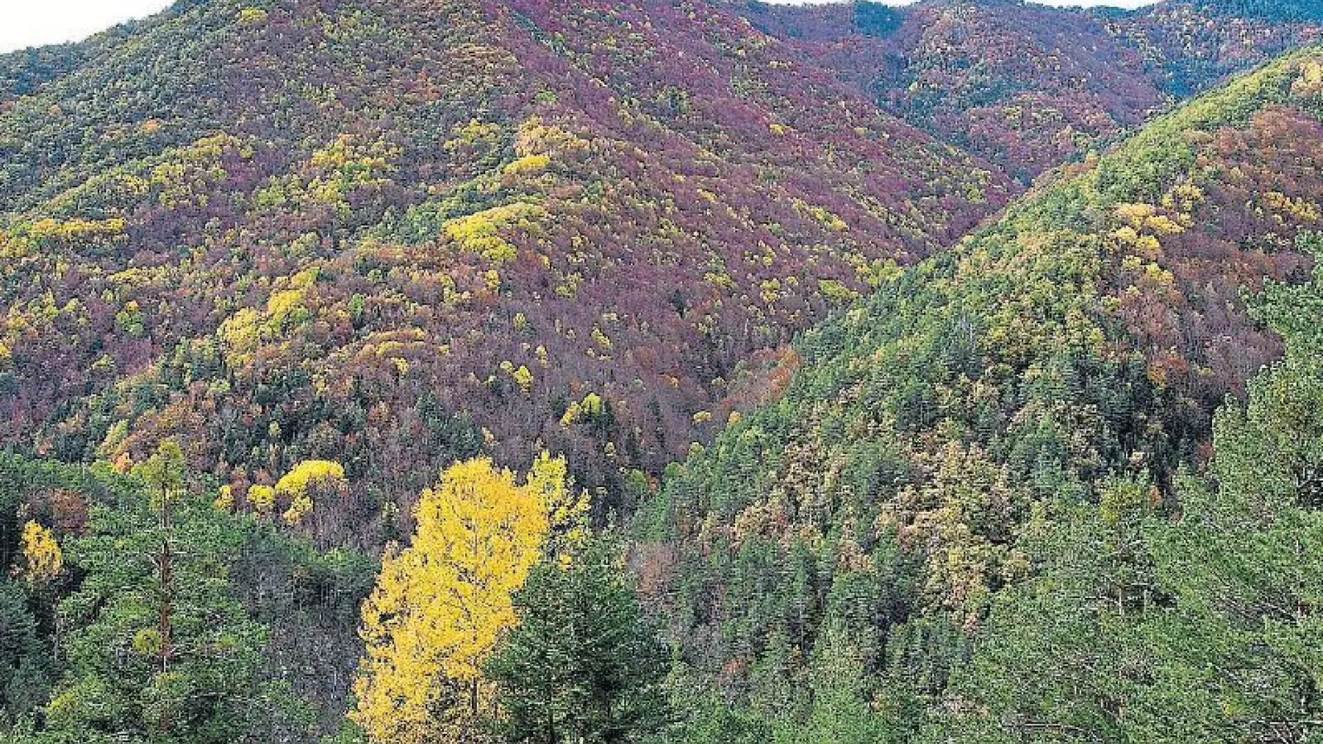 Rutas por Aragon: La magia otoñal del bosque de la Pardina del Señor en los  Pirineos | Noticias de Turismo en Heraldo.es