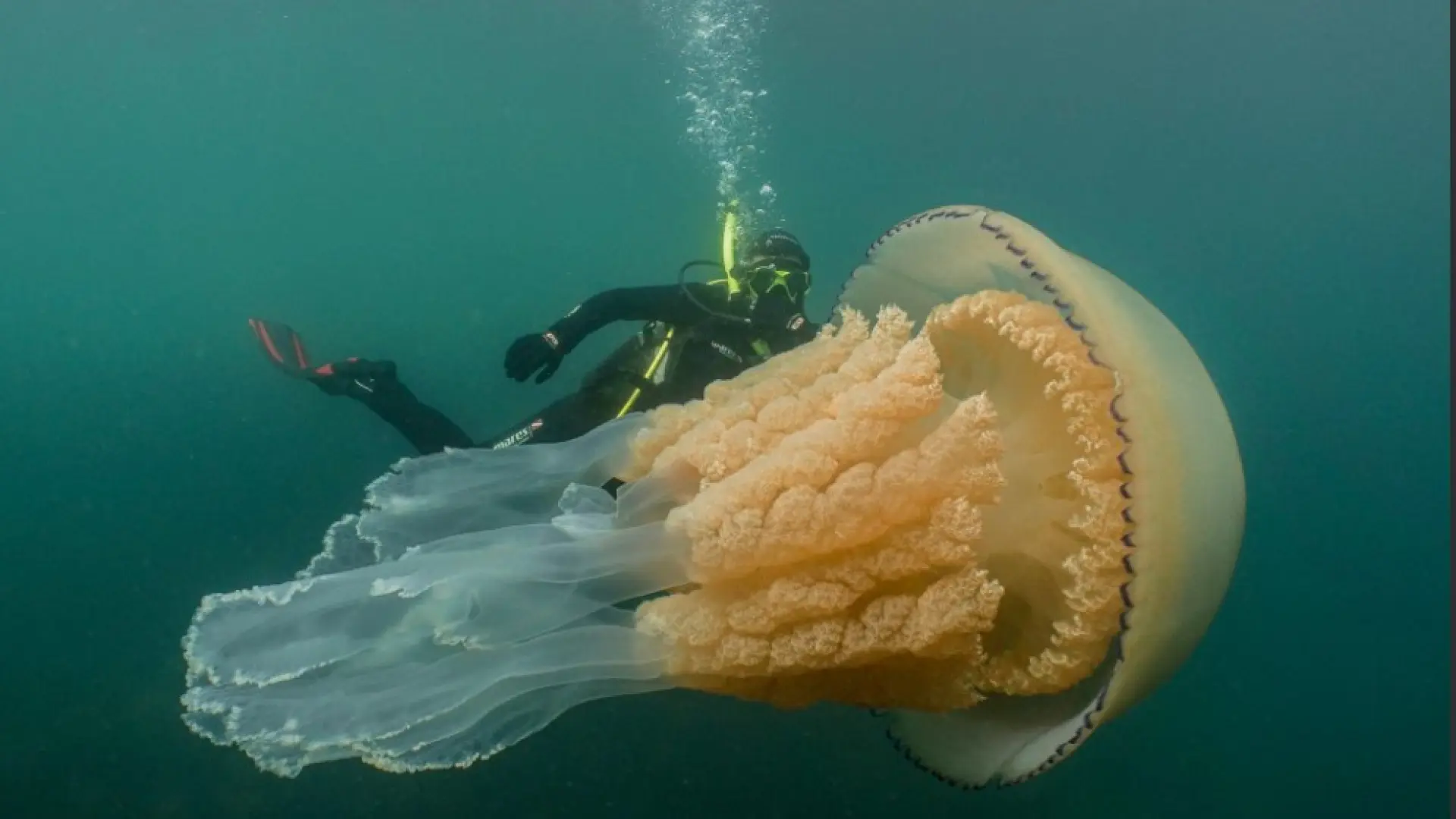 Una red de pesca enorme se asemeja a una medusa gigante arrojada