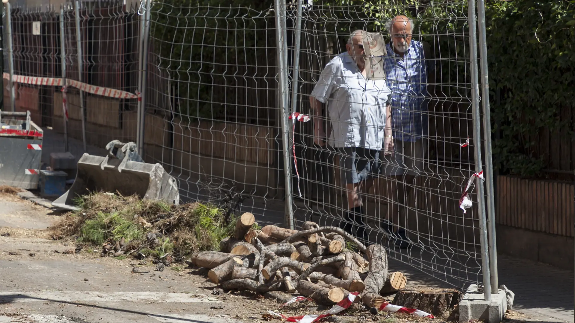 Talados los dos últimos pinos de la calle de Bruno Solano de Zaragoza |  Imágenes