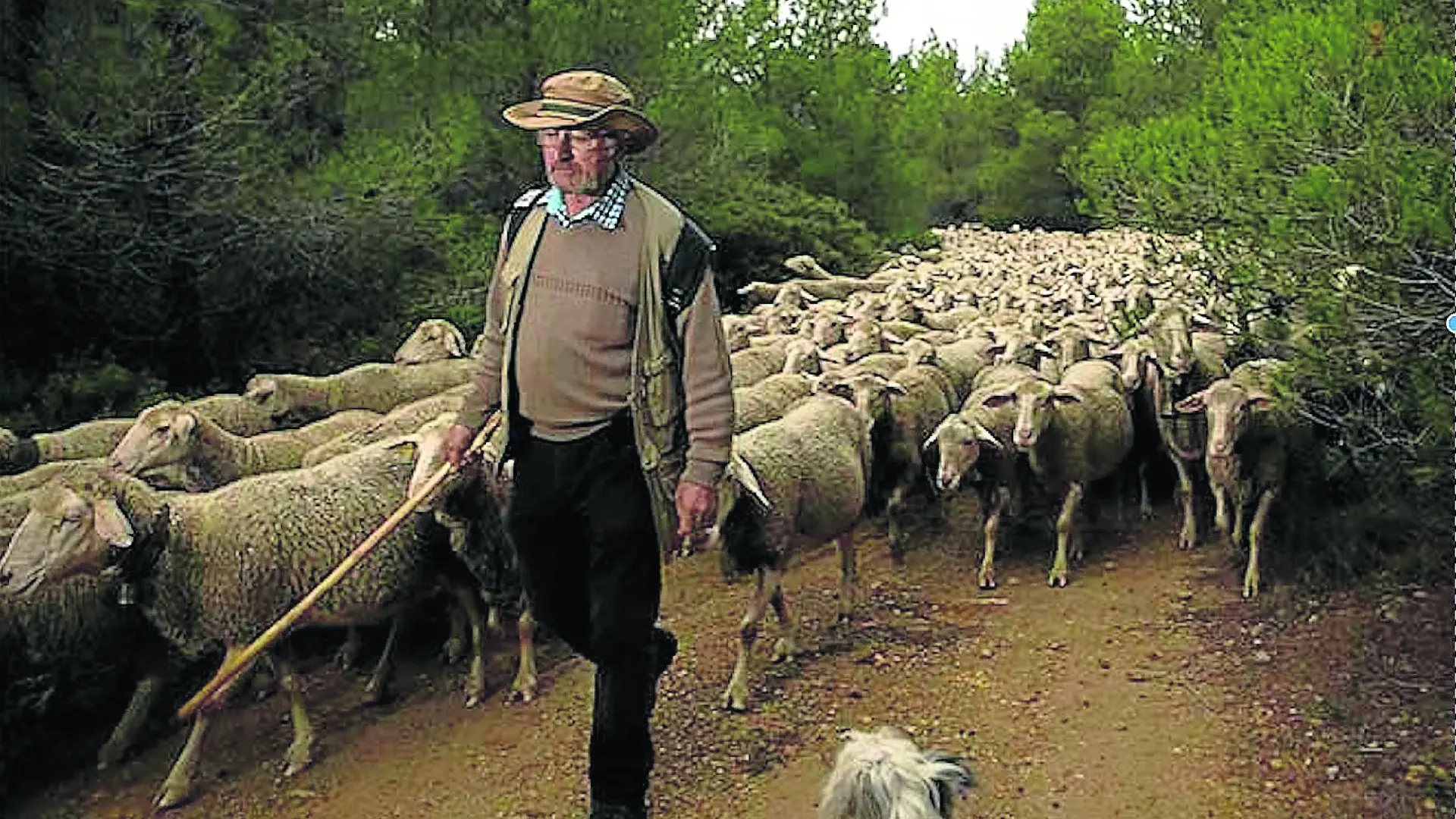 Los últimos pasos del trashumante