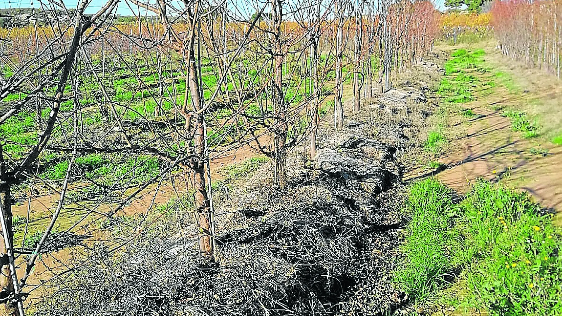 Paja a los pies del árbol para proteger los frutales