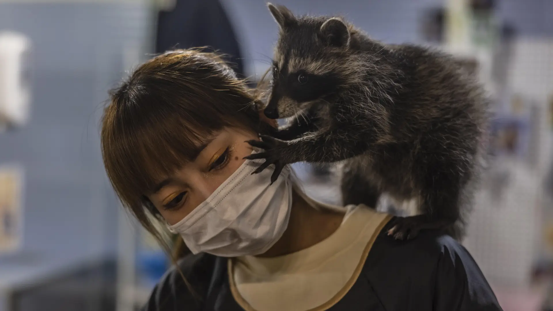 puedes tener un perro mapache como mascota