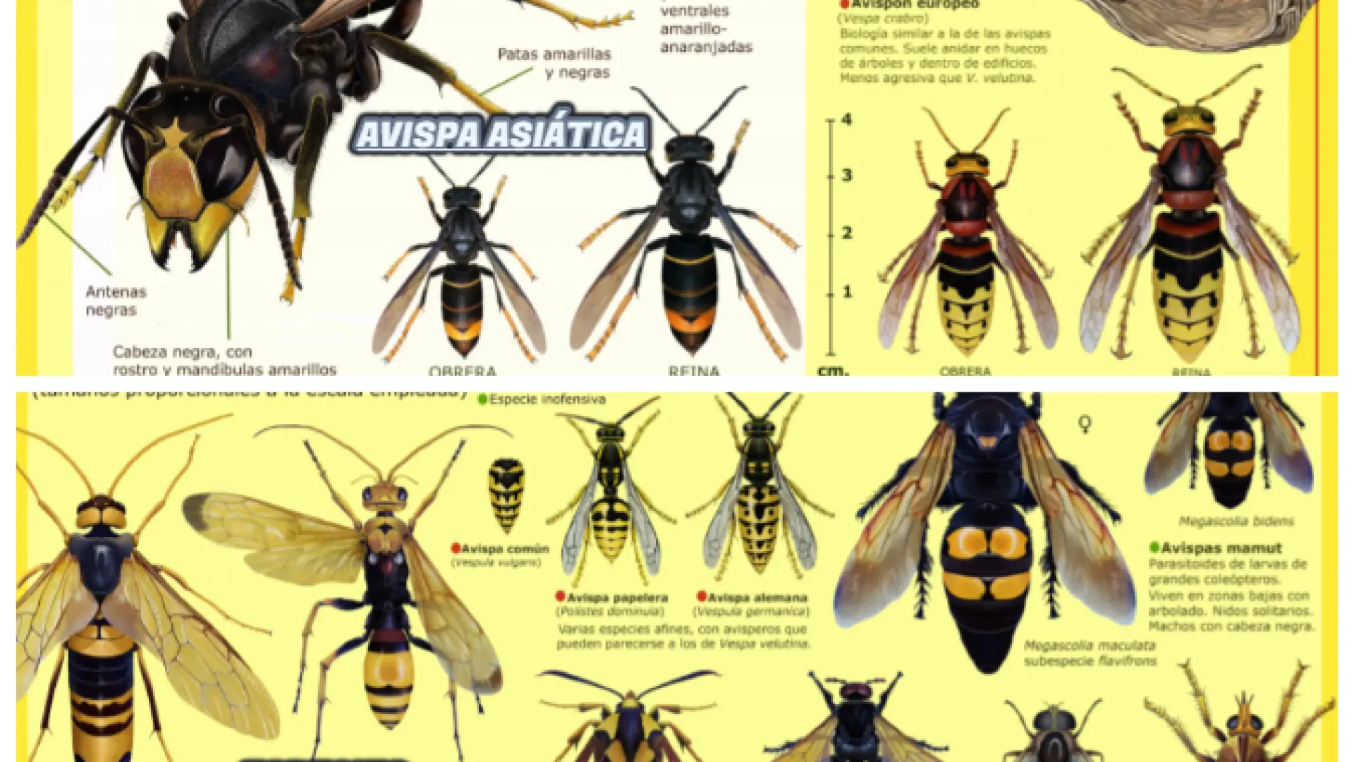 La DGA publica las claves para diferenciar avispa asiática de la avispa  autóctona