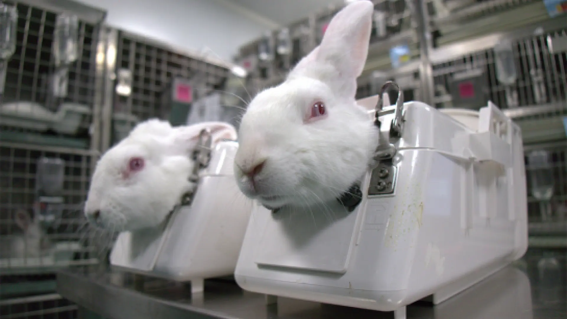 Un Vídeo Muestra El Maltrato Animal En Un Laboratorio De Investigación ...