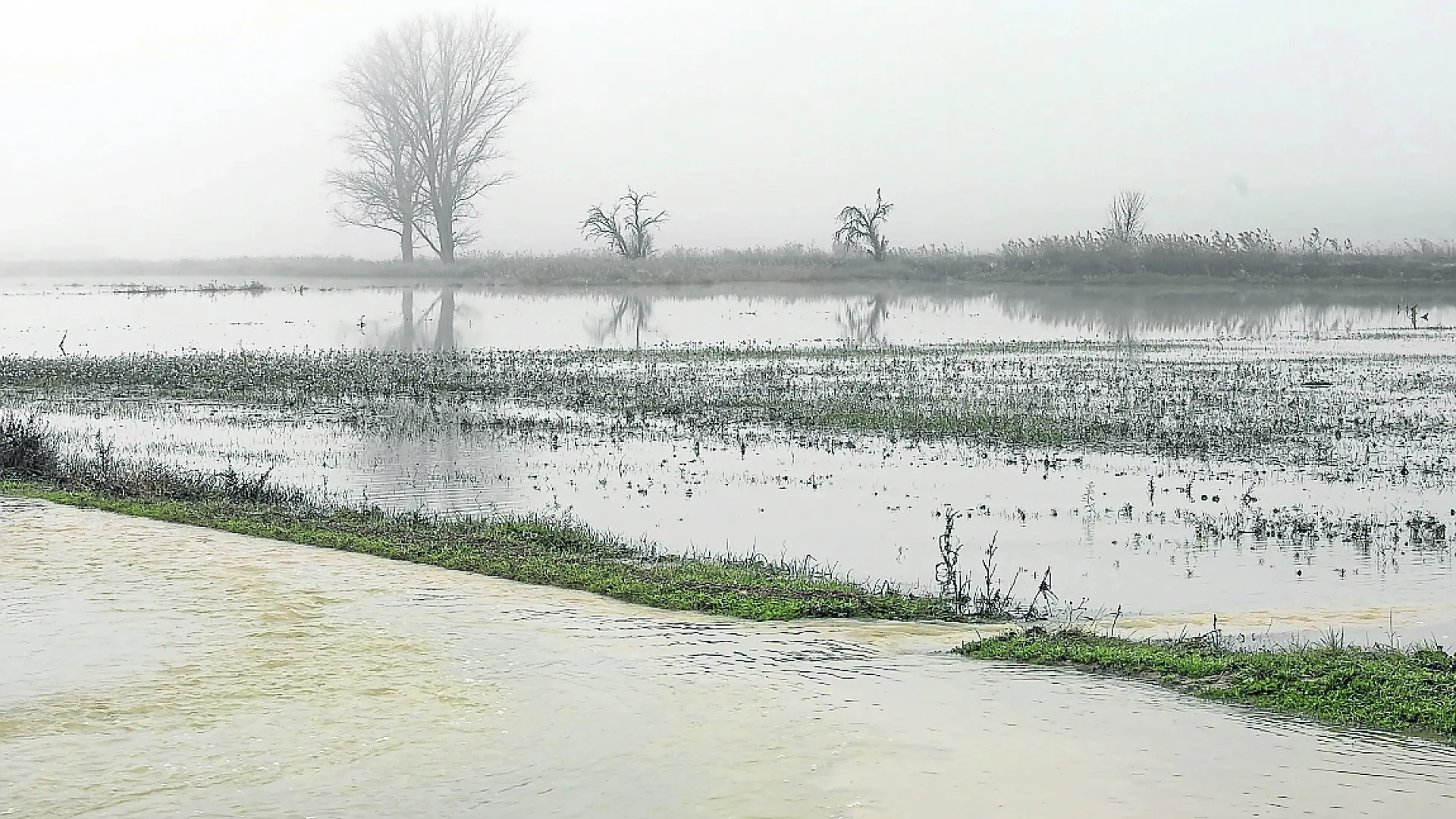 Cultivos anegados por la crecida extraordinaria del Ebro en la localidad de Novillas.