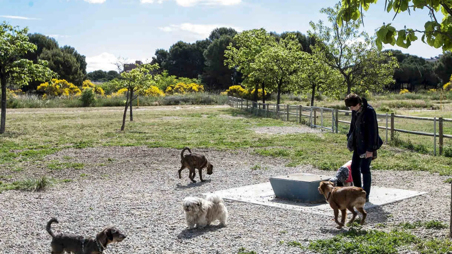 se permiten perros en el paseo del río san antonio