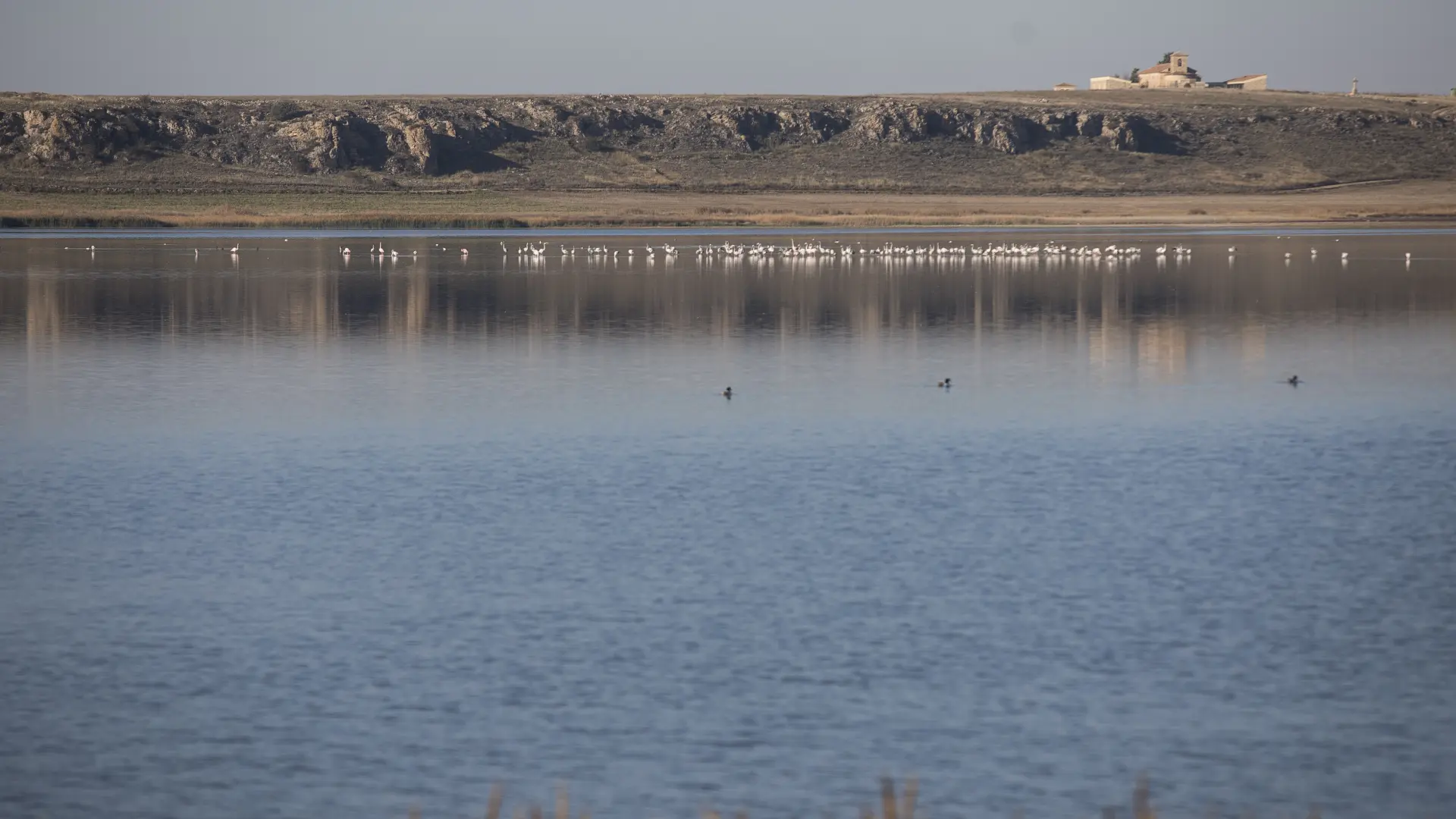 Vuelven las visitas a la laguna de gallocanta