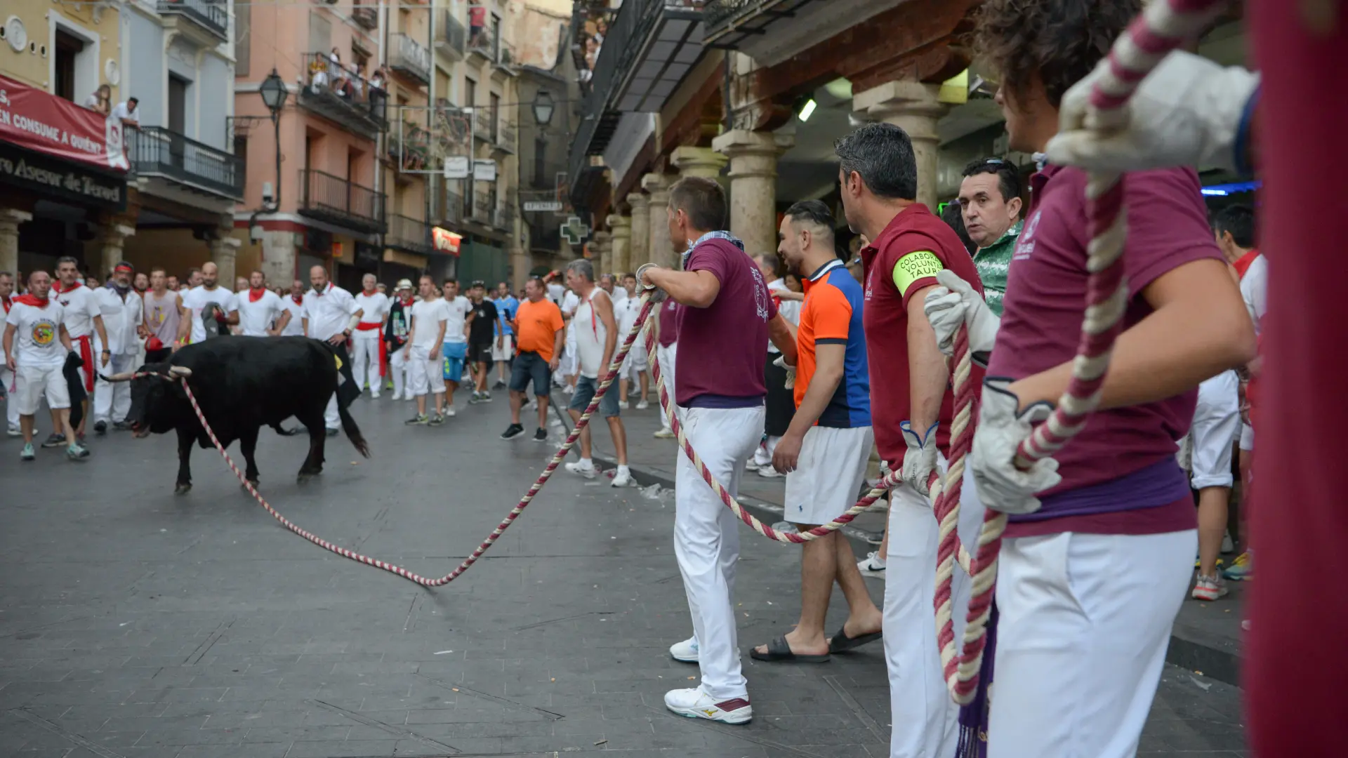 Los toros ensogados cierran con mucho público y sin cogidas la Vaquilla más  esperada