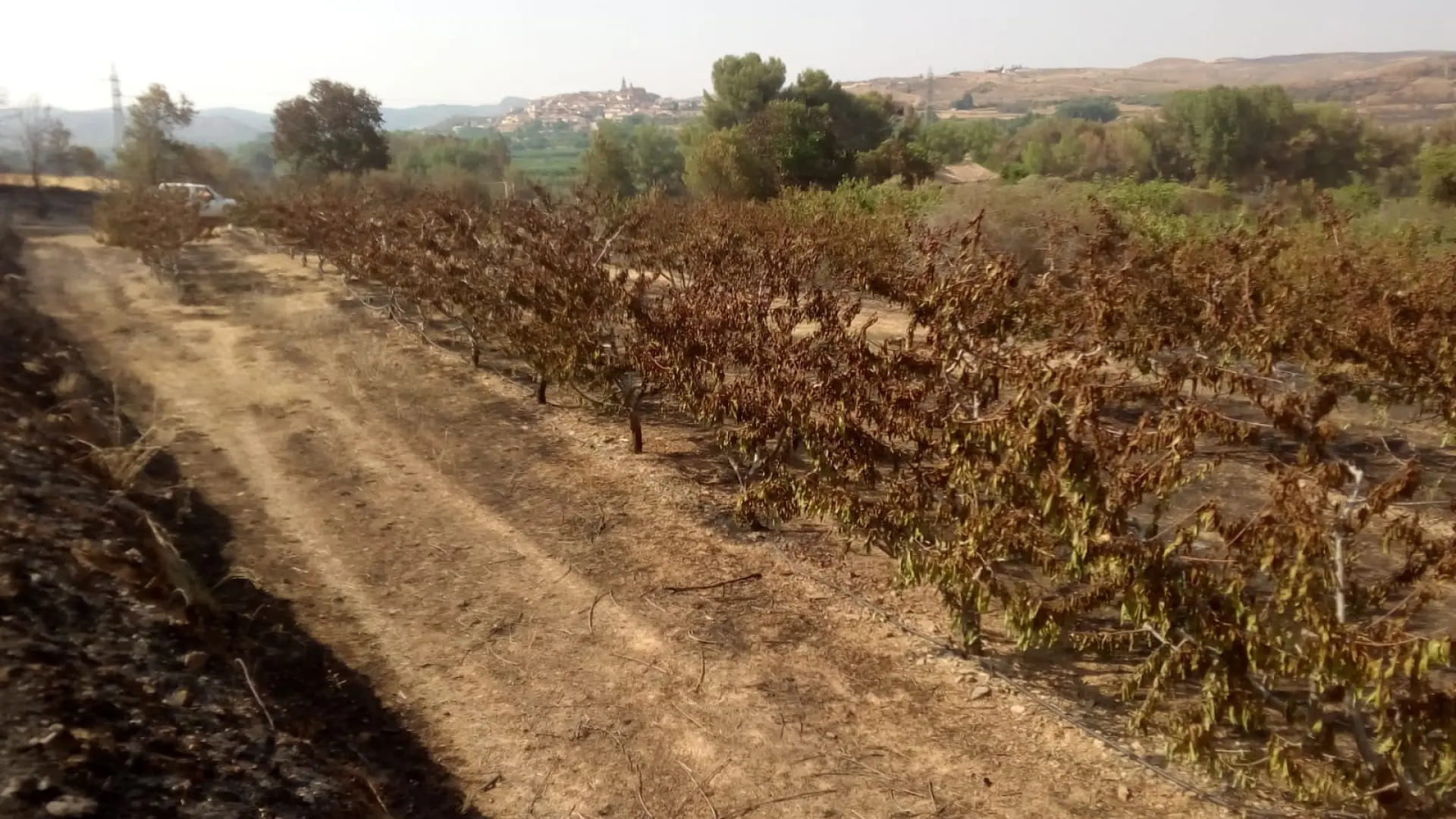 Fruticultores Afectados Por El Incendio De Ateca Se Plantean Abandonar La Actividad